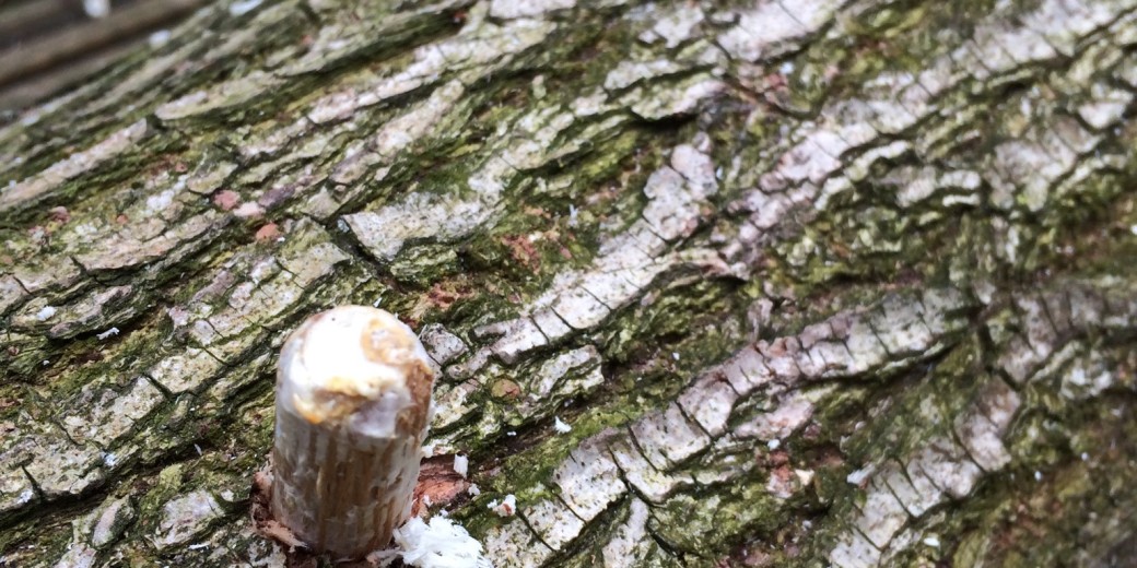 De deuvels voordat we ze met een hamer het hout in sloegen. 