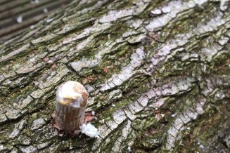 De deuvels voordat we ze met een hamer het hout in sloegen. 