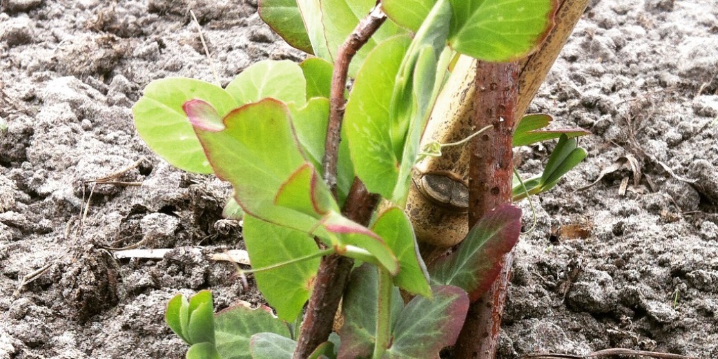 De peultjes, foto van eind april. 