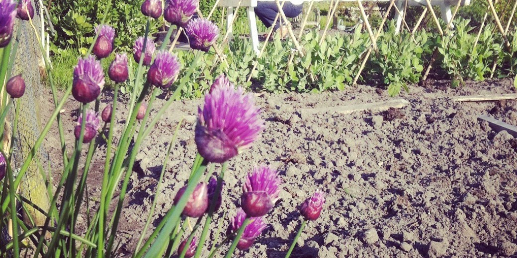 De bieslook van de buren komt gezellig een kijkje nemen. Achter op de foto zie je ons grasveldje met picknickbank waar we al meerdere keren gegeten hebben deze maand. Verder naar voren het nog vrij lege bonenlandje, daar wordt aan gewerkt!