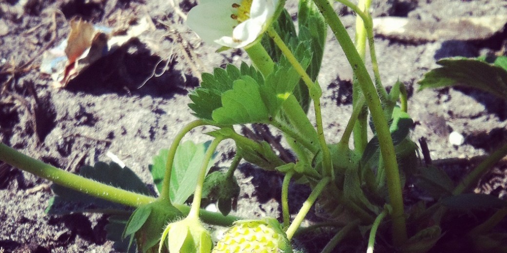 Schattig waren ze wel, onze kleine aardbeienplantjes. Inmiddels zijn het grote, volwassen planten geworden. 