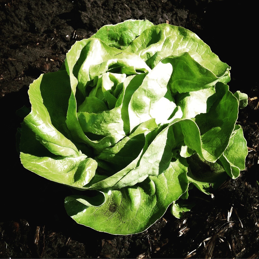 De sla schiet door... Moestuincursus
