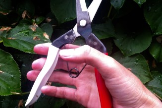 De schaar die dit weekend verloot wordt: de Okatsune 306. Wees gerust, het spinnetje op het witte handvat wordt niet meegeleverd...