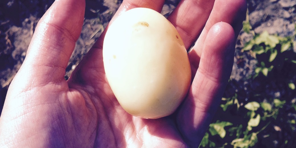 De eerste aardappel: een vroege soort, Doré. Genieten! 