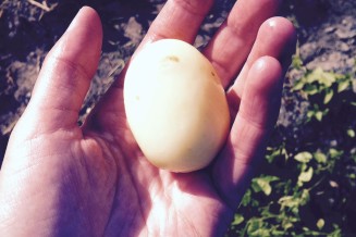 De eerste aardappel: een vroege soort, Doré. Genieten! 
