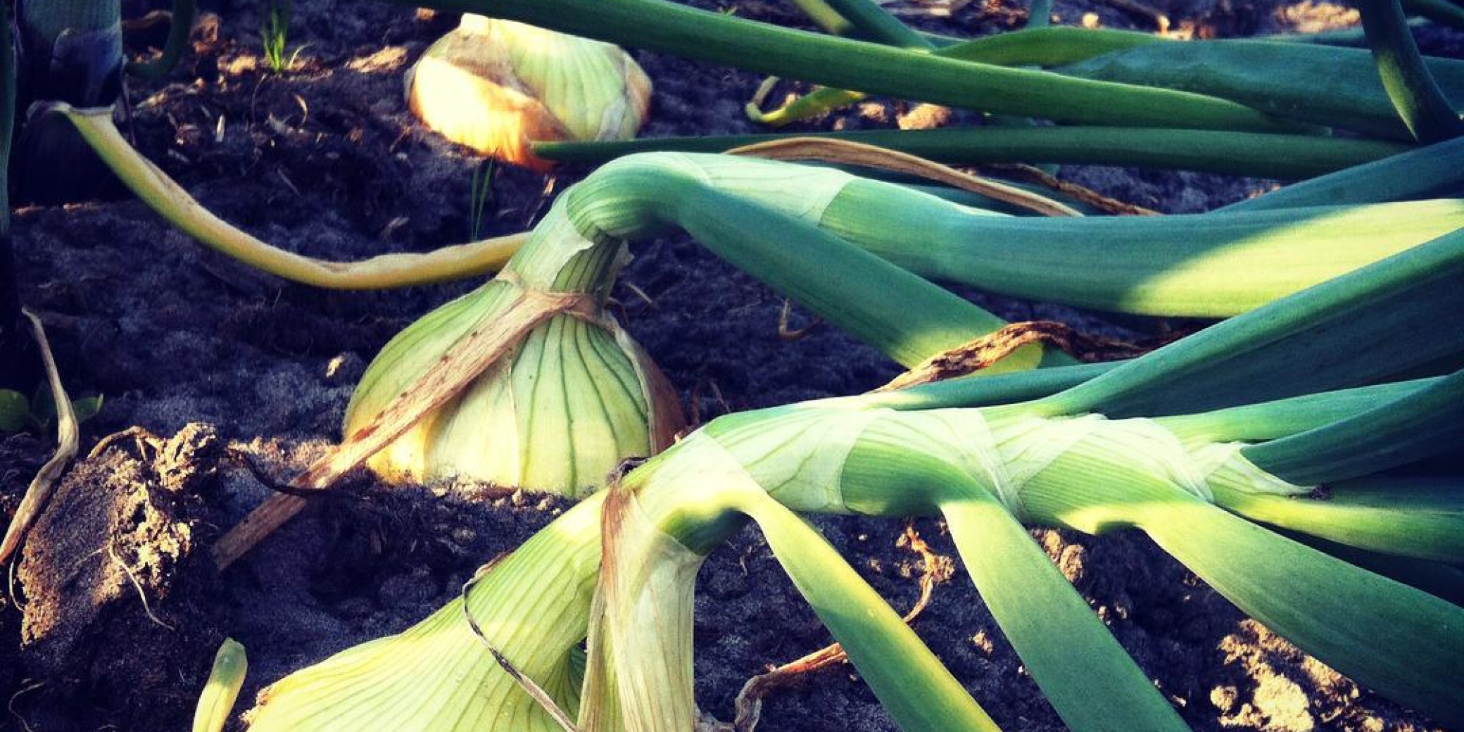 Uien oogsten: wanneer? - Moestuincursus