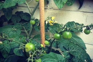 Toch nog tomaten dit jaar... Hoewel, eerst maar zien of ze rood worden... 