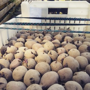 De pootaardappels ontkiemen in een kistje. Zodra de kiemen iets uitgelopen zijn, worden de aardappeltjes in de moestuin gepoot. 