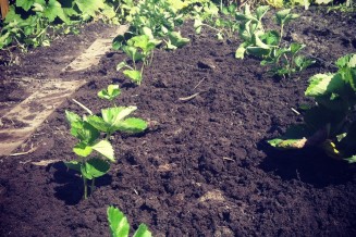 De jonkies: de komende maanden zullen ze aansterken zodat ze volgend jaar een mooi eerstejaars aardbeienbed zullen vormen. 