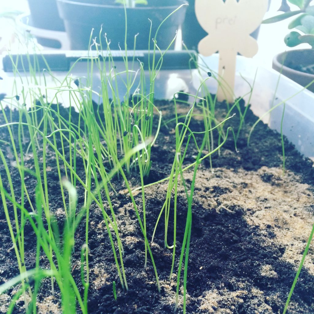 Prei Moestuincursus