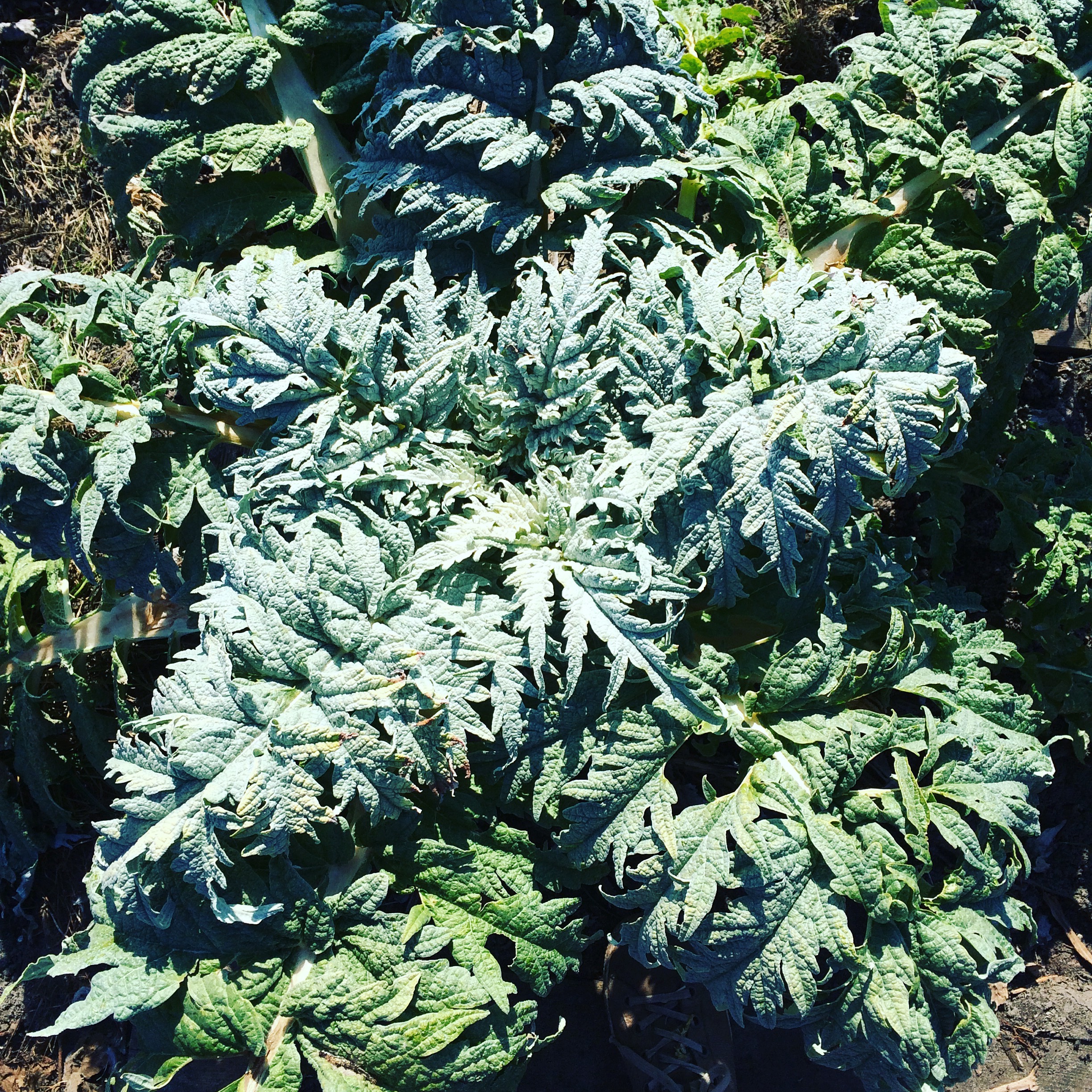 Artisjok - Moestuincursus