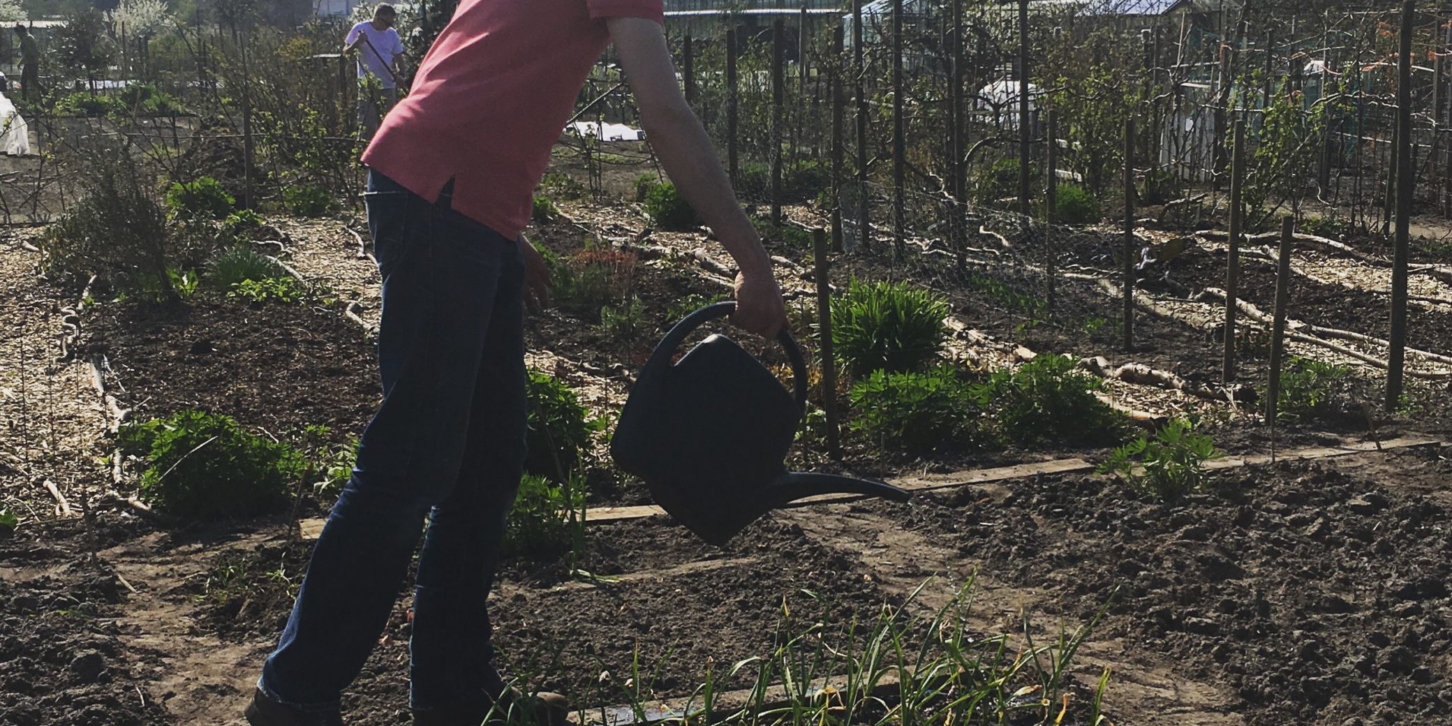 Wanneer water geven? Moestuincursus